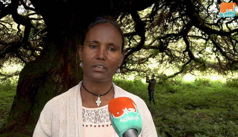 شجرة غرار في إثيوبيا