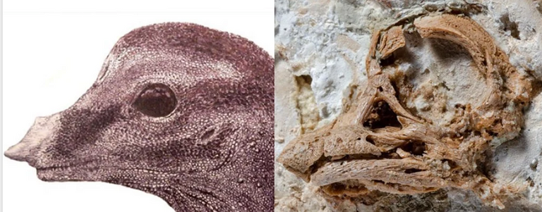 بيضة جنين الديناصور المتحجرة وصورة ثلاثية الأبعاد تتصور شكل جمجمته بيضة جنين الديناصور المتحجرة