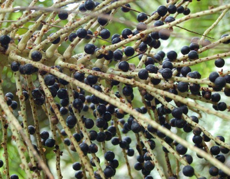 فاكهة نخل الآساي