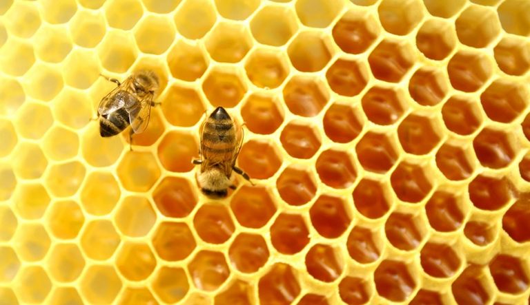 نحل العسل 