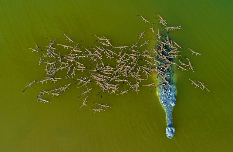 تمساح يحمل العشرات من صغاره