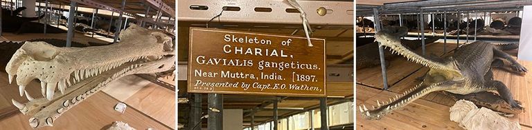 تمساح يحمل العشرات من صغاره