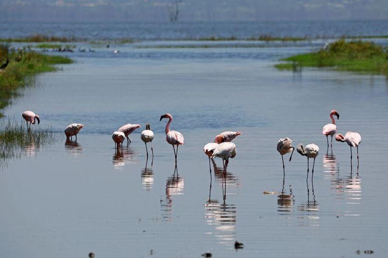 طيور الفلامنجو الوردية