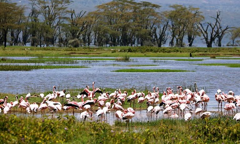 طيور الفلامنجو الوردية