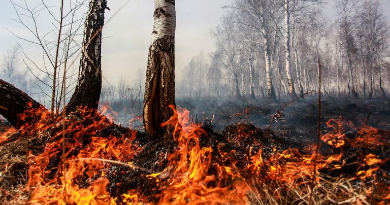 حرائق سيبيريا تسبب ضررا كبيرا للبيئة