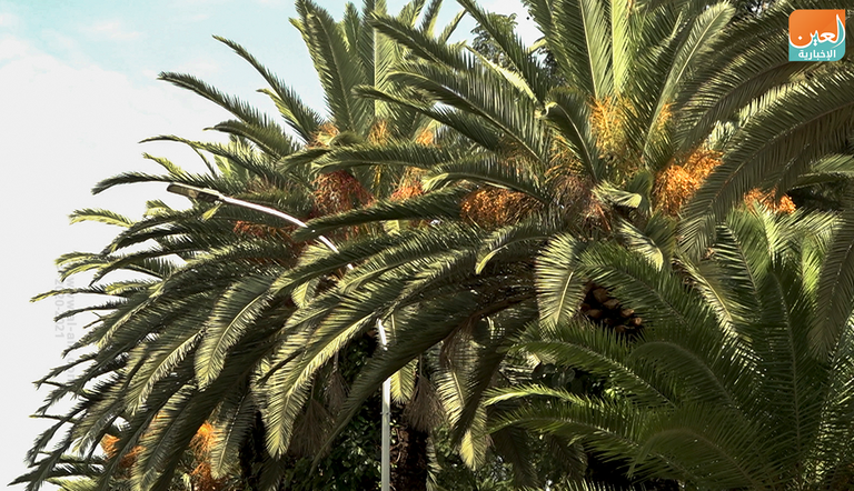 أشجال النخيل في مدينة "بحر دار" السياحية في إثيوبيا جانب من شوارع بحر دار بنخيلها