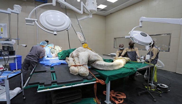 أطباء يقدمون الرعاية الطبية لإبل، في مستشفى السلام البيطري بالسعودية، أكبر مستشفى للإبل بالعالم في المملكة جمل يخضع لعملية جراحية في المستشفى