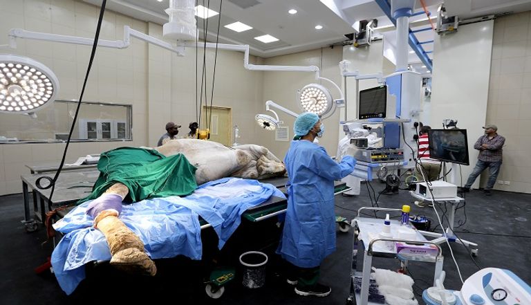 أطباء يقدمون الرعاية الطبية لإبل، في مستشفى السلام البيطري بالسعودية، أكبر مستشفى للإبل بالعالم في المملكة جمل يخضع لعملية جراحية في المستشفى