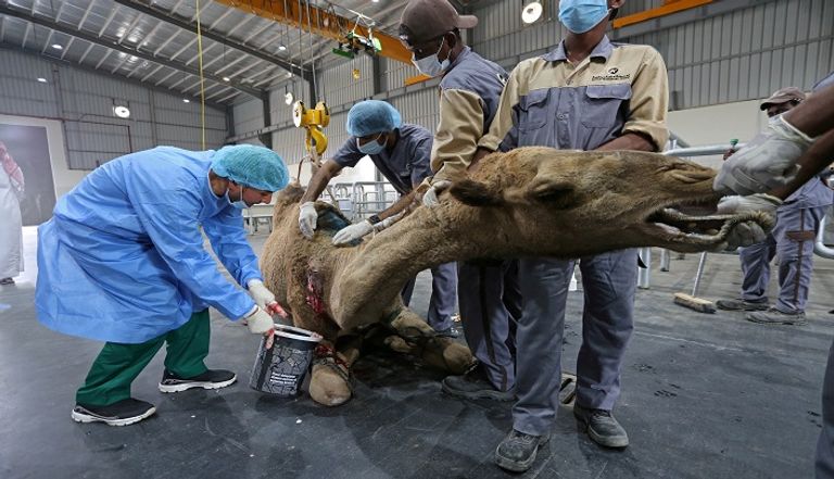 أطباء يقدمون الرعاية الطبية لإبل، في مستشفى السلام البيطري بالسعودية، أكبر مستشفى للإبل بالعالم في المملكة جمل يخضع لعملية جراحية في المستشفى