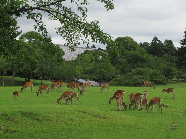 مدينة الغزلان في اليابان
