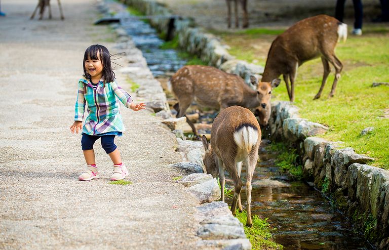 مدينة الغزلان في اليابان