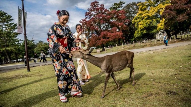 مدينة الغزلان في اليابان