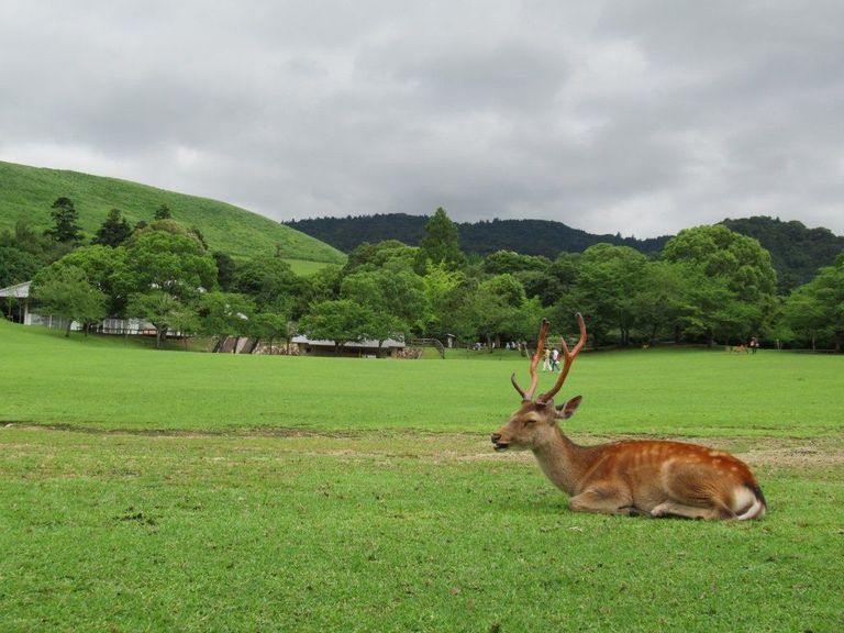 مدينة الغزلان في اليابان
