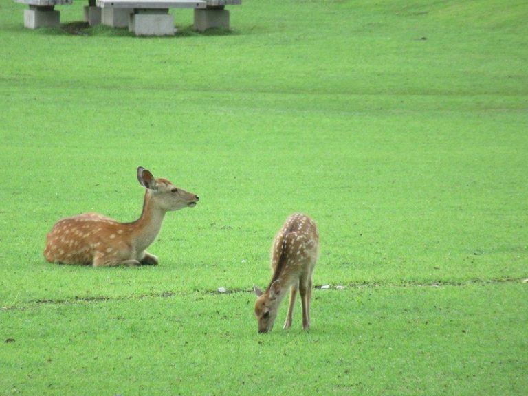 مدينة الغزلان في اليابان
