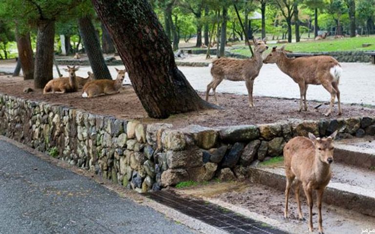 مدينة الغزلان في اليابان