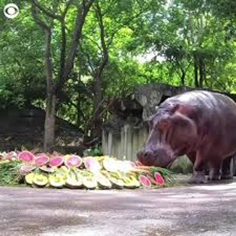 كعكة من الفاكهة والخضراوات