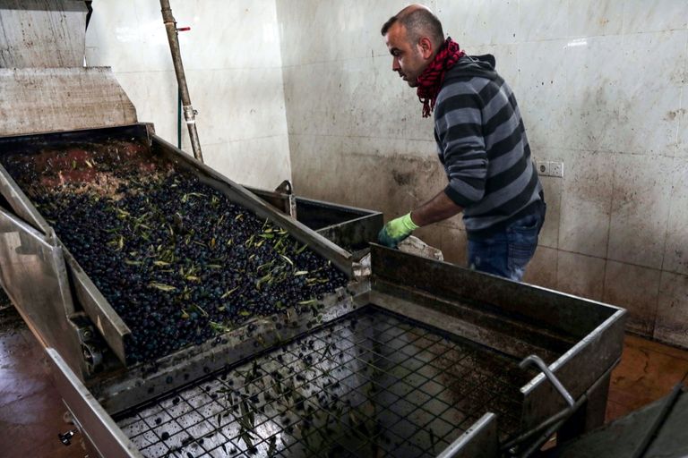 شجرة الزيتون