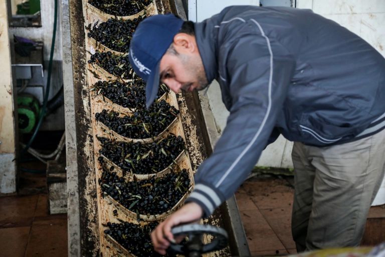 شجرة الزيتون