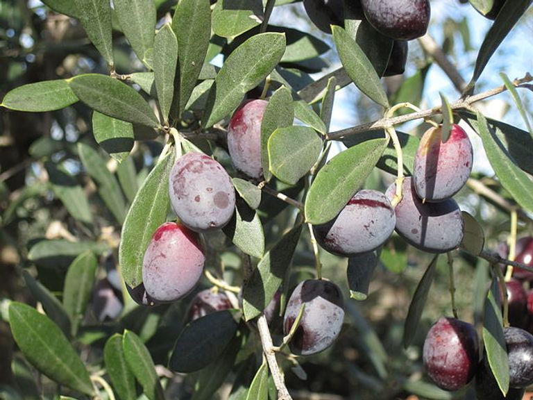 شجرة الزيتون