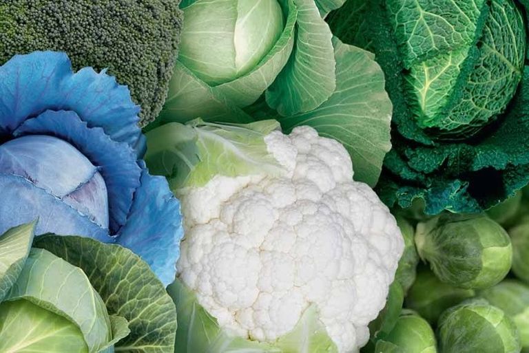 الجريب فروت من المواد المُرّة