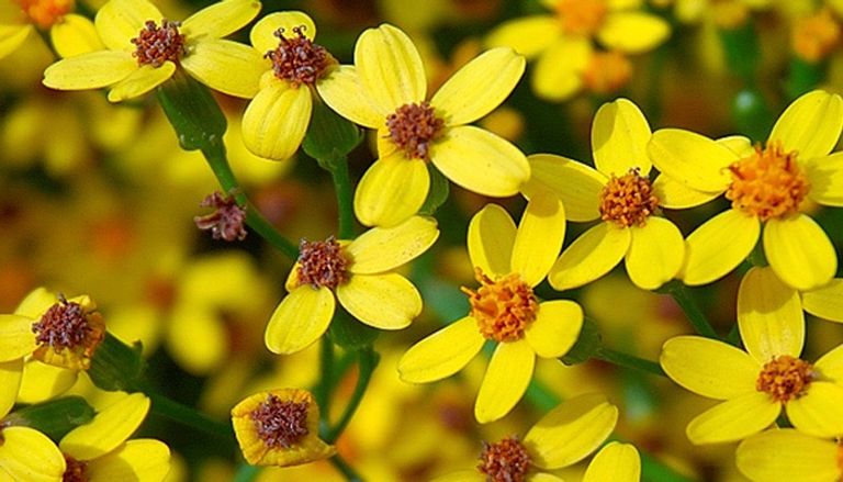 جانب من احتفالات إثيوبيا بعامها الجديد