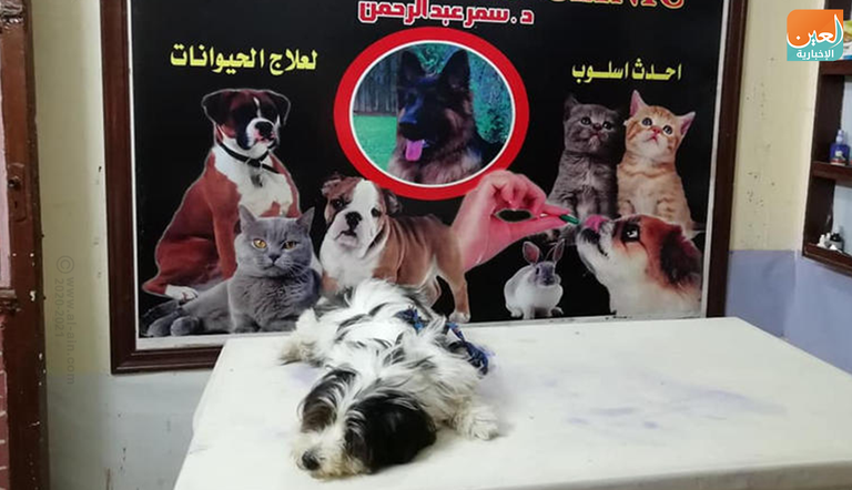 طبيبة مصرية تؤسس دار مسنين للكلاب كبار السن.. ورعاية للمفقودين الصغار