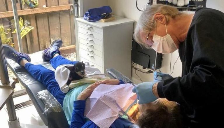 الكلبة كيزميت في عيادة طبيب الأسنان