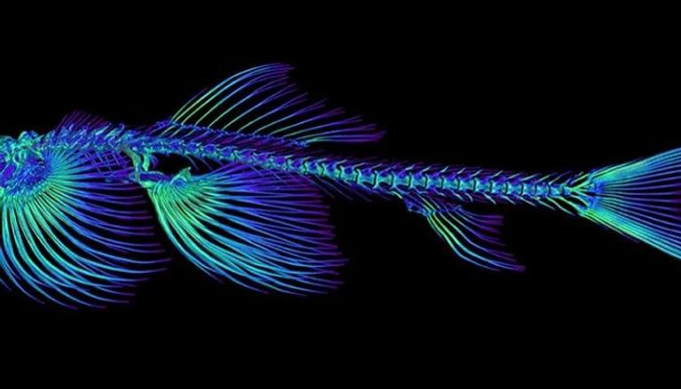 دراسة عن الهياكل العظمية للأسماك تكشف 11 نوعا يمكنها المشي على الأرض