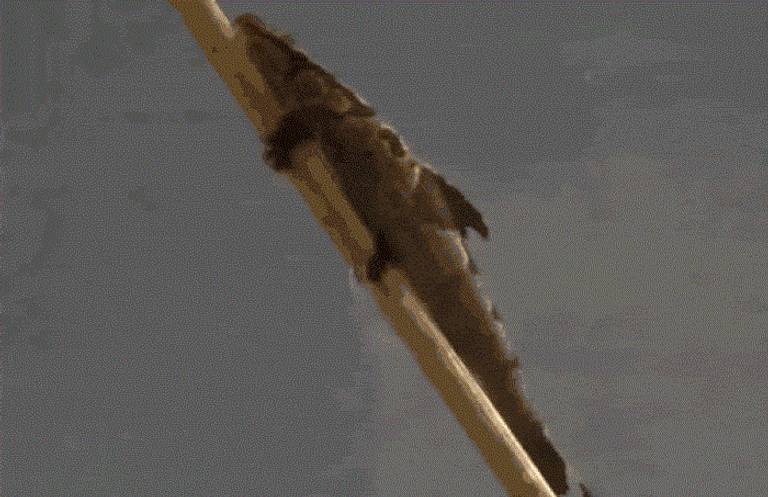 دراسة عن الهياكل العظمية للأسماك تكشف 11 نوعا يمكنها المشي على الأرض