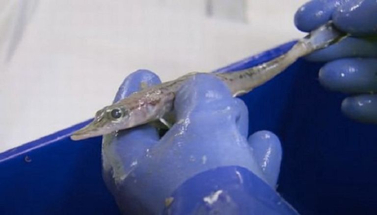 مخلوقات قادمة من الأساطير القديمة