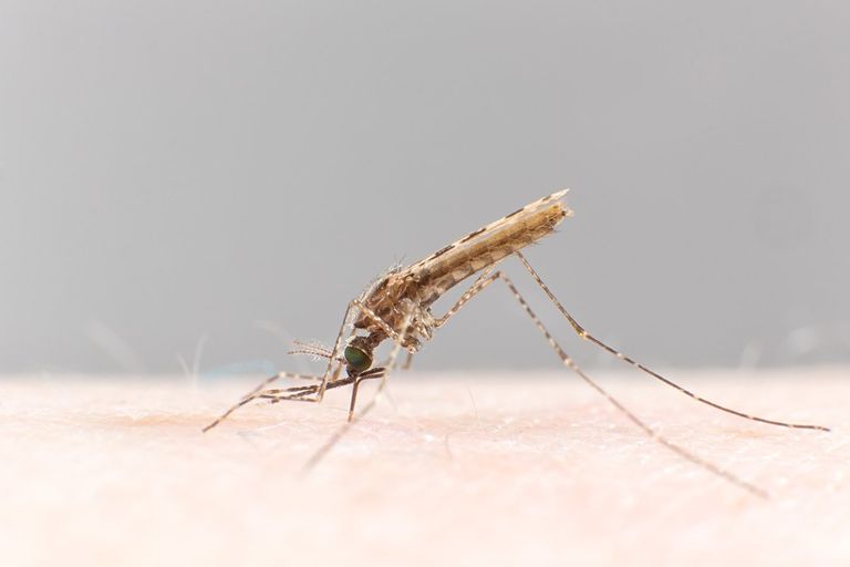 بعوض أنوفيليس ستيفينسي