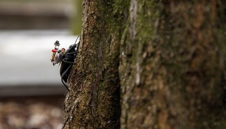 خنفساء تتسلق فرع شجرة حاملة آلة تصوير