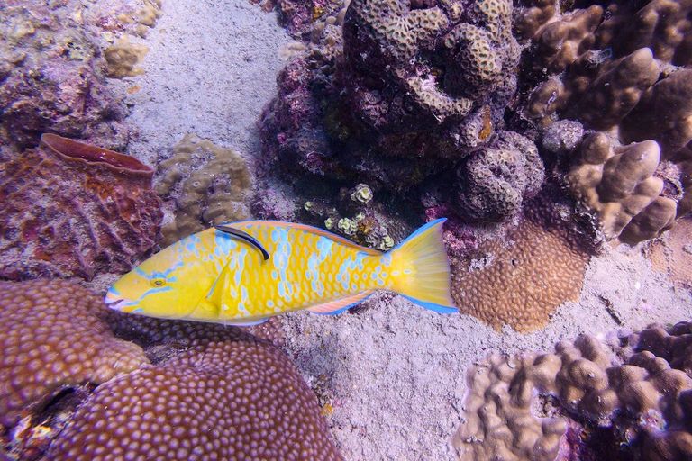 تأثير التلوث السمعي على الأسماك - تعبيرية مطرب المهرجانات حمو بيكا