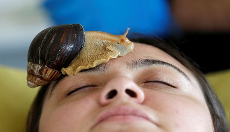 مركز للتجميل بالعاصمة الأردنية عمان، يقدم سهيل سويدان (34 عاماً)، طرقاً للعناية بالبشرة وتجميل وجوه النساء، حيث يضع الحلزون الأرضي الأفريقي العملاق على وجوه زبوناته على وعد بأن المخاط الذي يفرزه الحلزون بشكل طبيعي سوف يجدد شباب بشرة وجوههن مركز للتجميل في الأردن يستخدم الحلزون للعناية بالبشرة