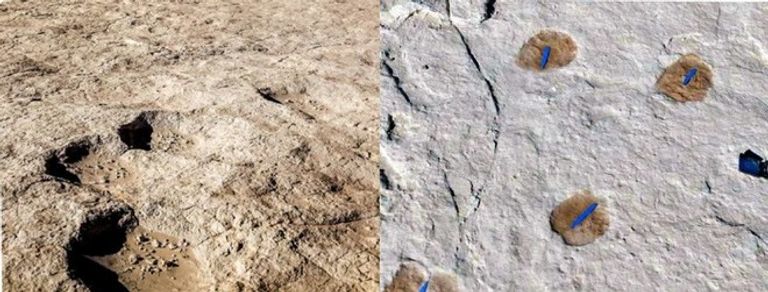 علماء يكتشفون آثار أقدام تعود إلى 120 ألف عام في السعودية