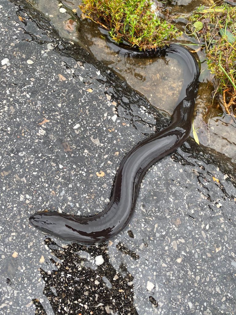 التماسيح بدأت تظهر أمام منازل الأمريكيين بسبب الإعصار سالي