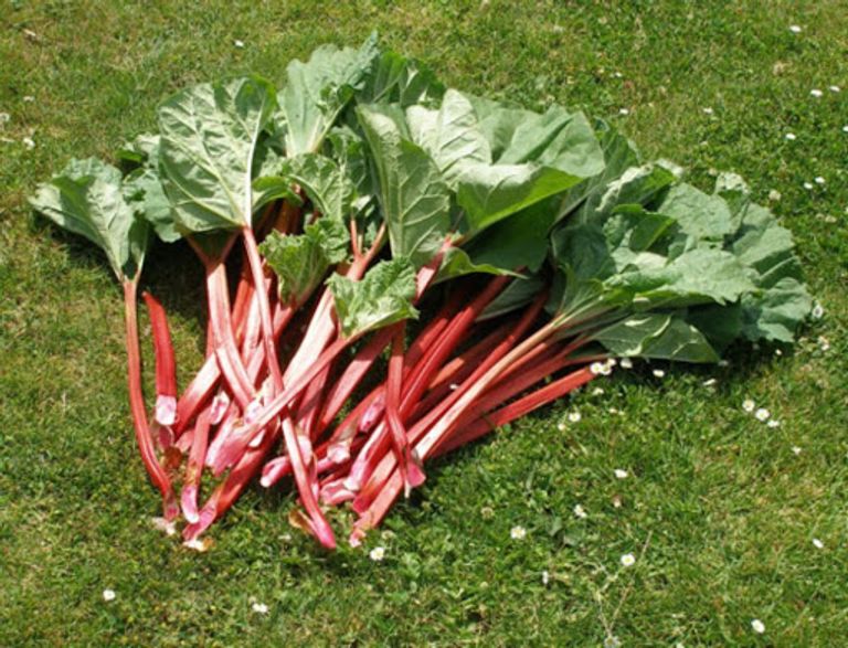 فاكهة الراوند من الممكن أن تسبب التسمم الغذائي تناول الدجاج النيئ أو غير المطبوخ جيدا يؤدي للإصابة بالسالمونيلا