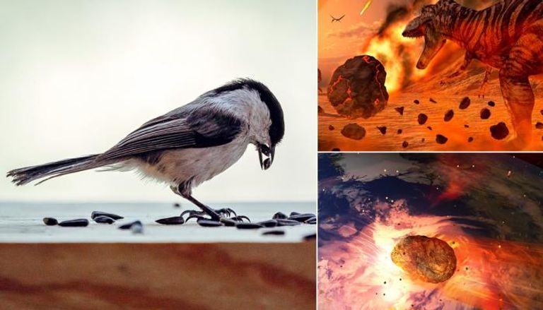 مناقير الطيور سمحت لها بالعثور على الطعام أسفل طبقات قشرة الأرض المحروقة