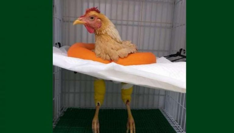 الدجاجة أثناء إجراء الجراحة