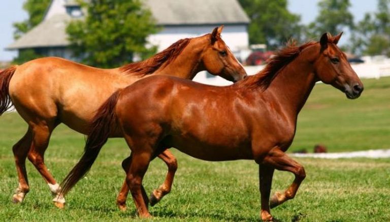 علماء وراثة يحطمون أسطورة شائعة عن الخيول