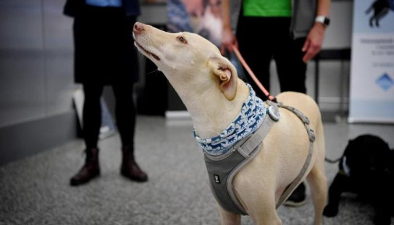 أحد الكلاب في مطار هلسنكي