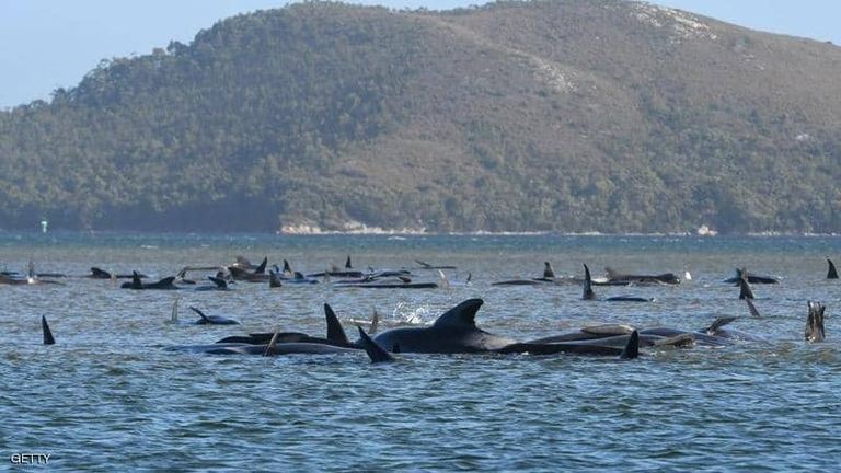 رجل يحاول إنقاذ أحد الحيتان الطائرة