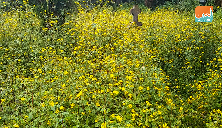 زهرة أدي أببا.. تتصدر احتفالات مسيحيي إثيوبيا