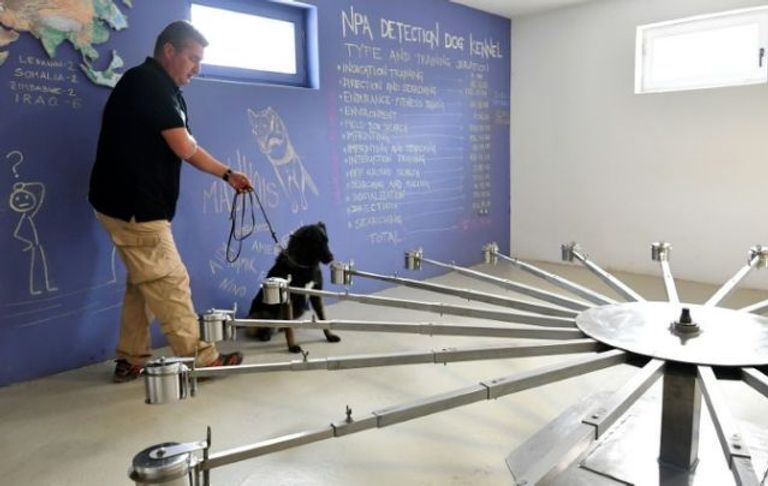 يبدأ تدريب الكلاب من عمر 4 إلى 6 أسابيع