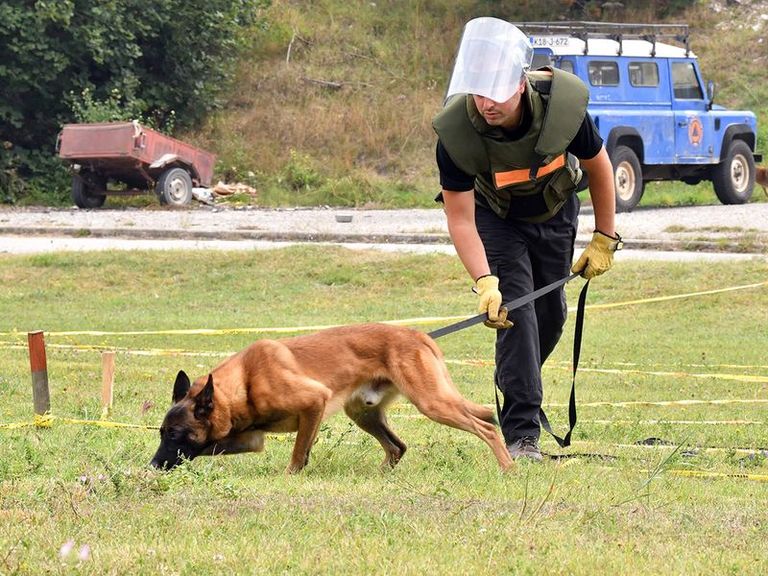 يبدأ تدريب الكلاب من عمر 4 إلى 6 أسابيع