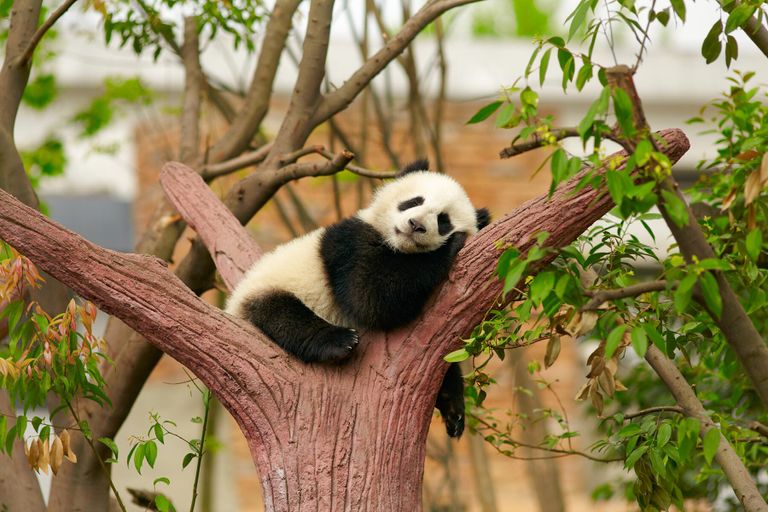 الدراسة لاحظت انخفاض ضغط الدم وضربات القلب للمشاركين