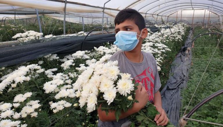 زراعة الورود في غزة