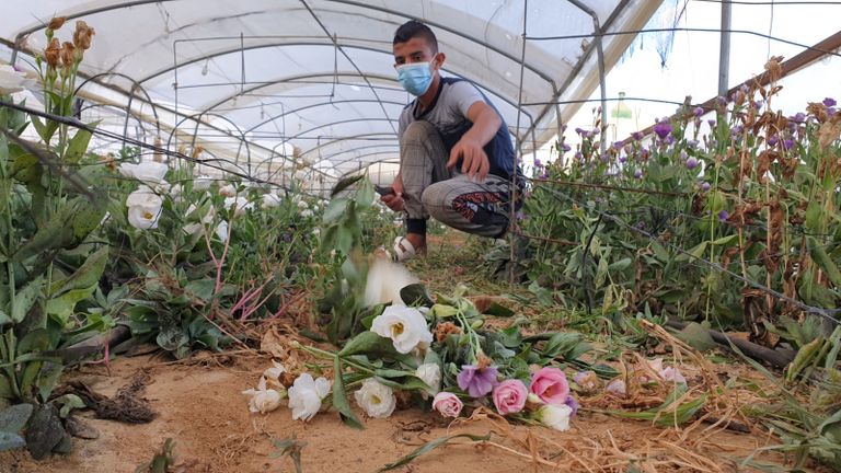 زراعة الورود في غزة