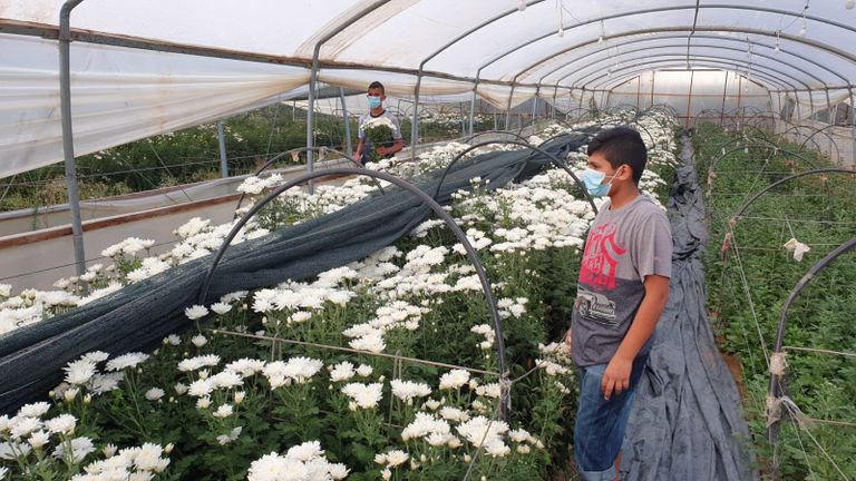 زراعة الورود في غزة