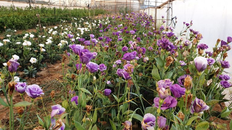 زراعة الورود في غزة